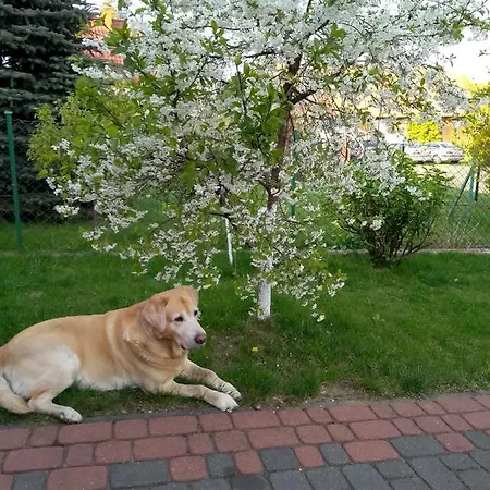 Domek Pod Lasem Na Mazurach